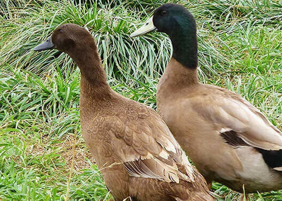 Los patos volaron a causa de un butrón