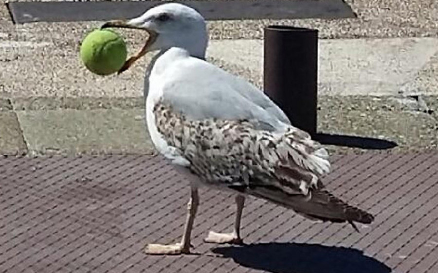 La gaviota era el ángel de la guarda