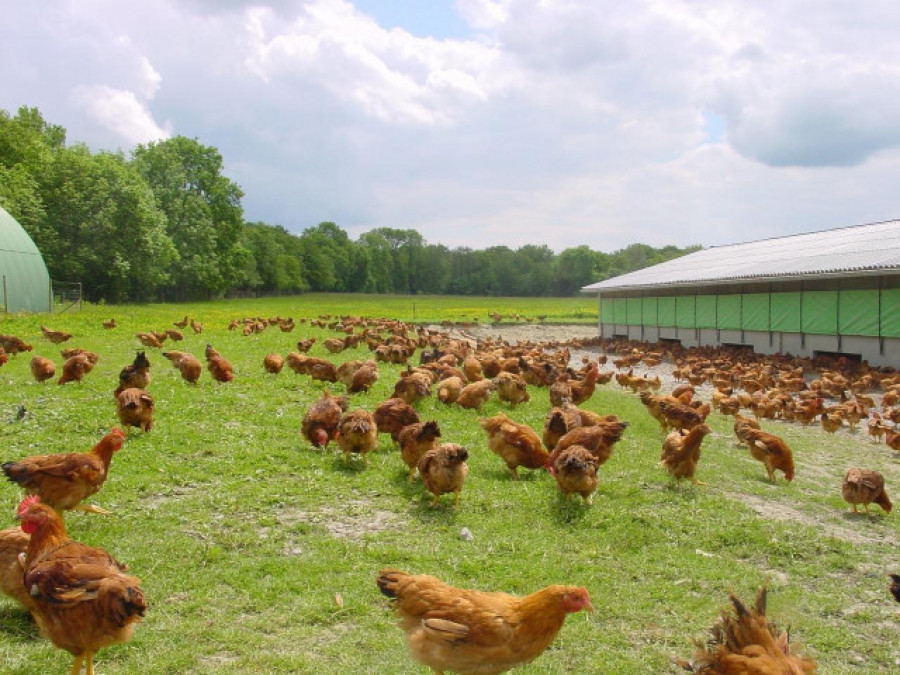 Mueren 4.000 gallinas en el incendio de una granja de Tomiño