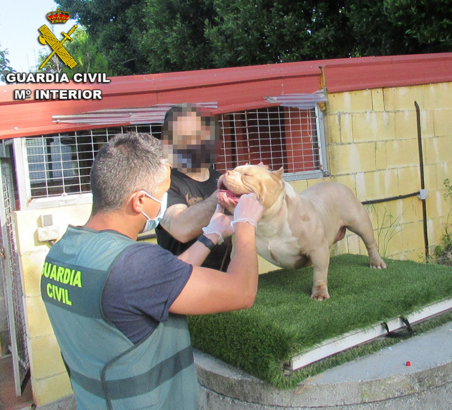La Guardia Civil encuentra en Vigo dos cachorros American Bully robados en Sanxenxo y valorados en 16.000 euros