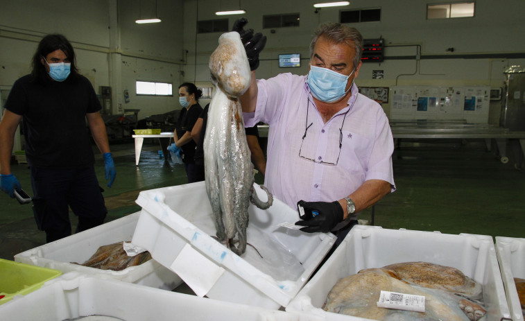 La flota arousana arranca hoy  la campaña extractiva del pulpo