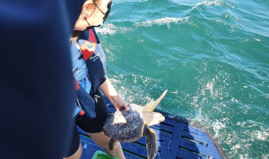 La tortuga “Nbego”, capturada en abril en Cariño regresa al mar