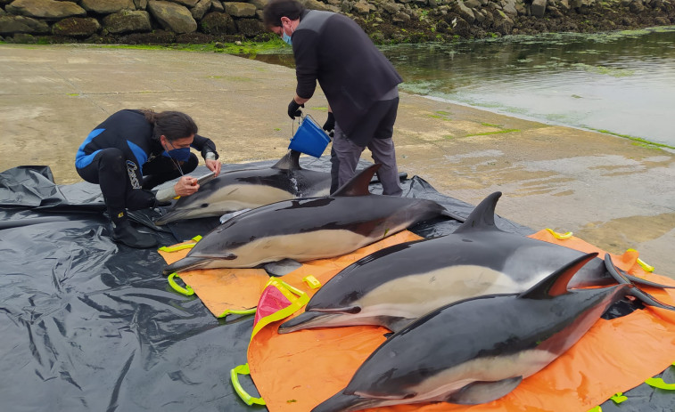 Rescatan y devuelven al mar a cuatro delfines varados vivos en Taragoña