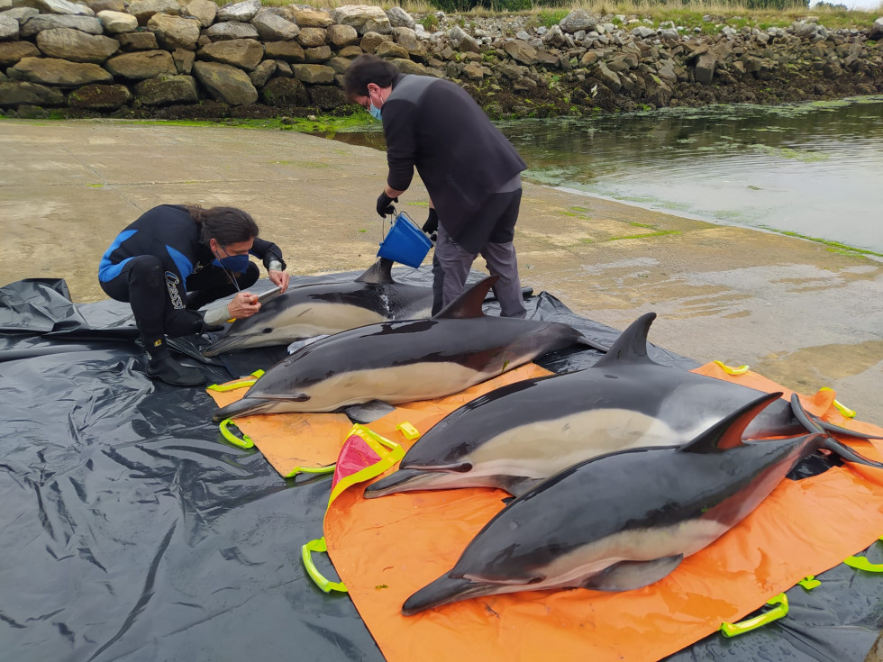 Delfines varados en Taragoña. Fotos Chechu (14)
