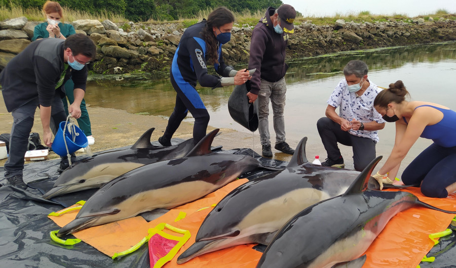 Sostienen que los delfines de Taragoña y los de Palmeira entraron juntos en la Ría, pero buscaron “acubillo” distinto