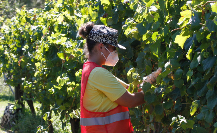 Os produtores de Rías Baixas terán maior rendemento por parcela nesta campaña