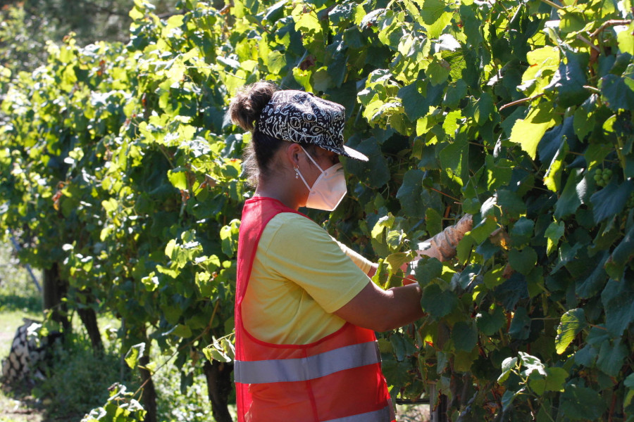 Os produtores de Rías Baixas terán maior rendemento por parcela nesta campaña