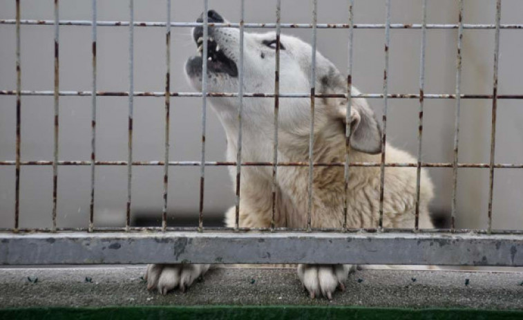 Cada hora se abandonan 15 perros en España