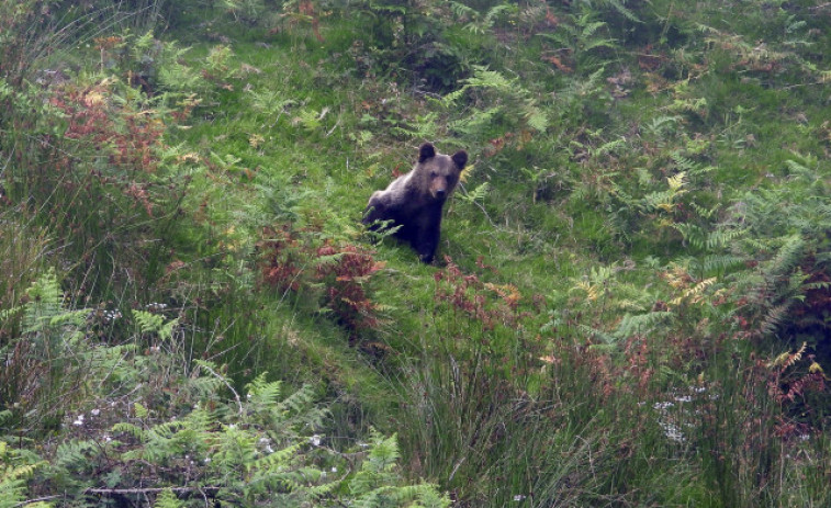 Reintroducen en la naturaleza una cría de oso pardo de siete meses rescatada en abril