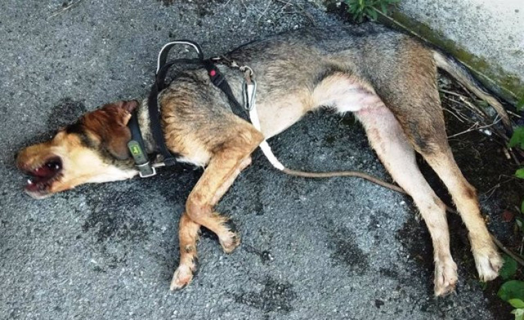 Rescatan a un perro deshidratado que había sido abandonado al sol en el remolque de un turismo
