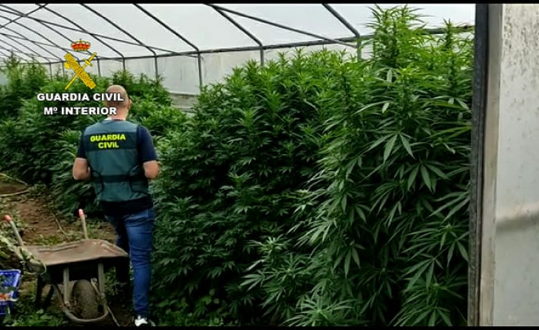 ​Detenidos por tráfico de drogas dos vecinos de A Pobra, a los que se incautó una plantación con 121 kilos de cannabis