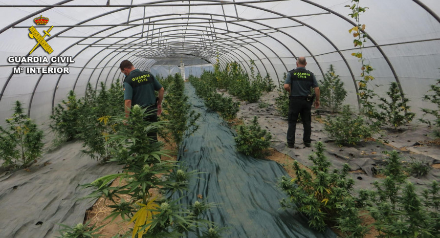 Investigan a un vilanovés por 161 plantas de marihuana incautadas en un invernadero de Silleda