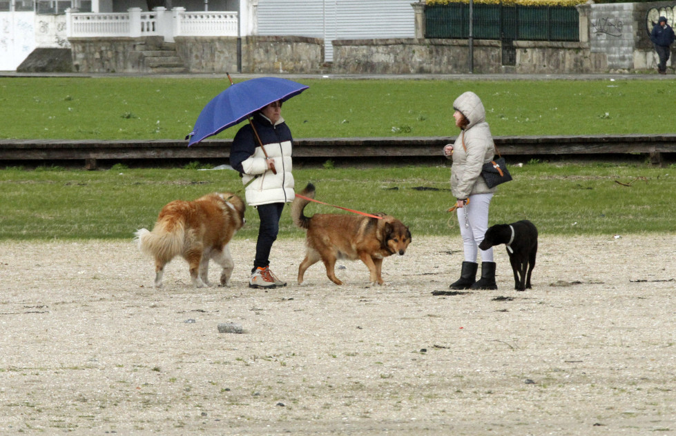 Perros en una playa de la comarca de O Salnés