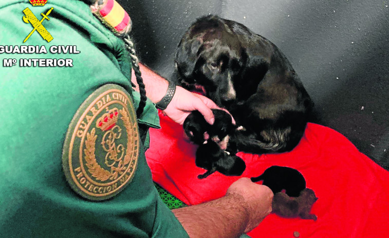 Rescatan a seis cachorros abandonados en un contenedor en Sanxenxo (Pontevedra) e investigan a su dueño