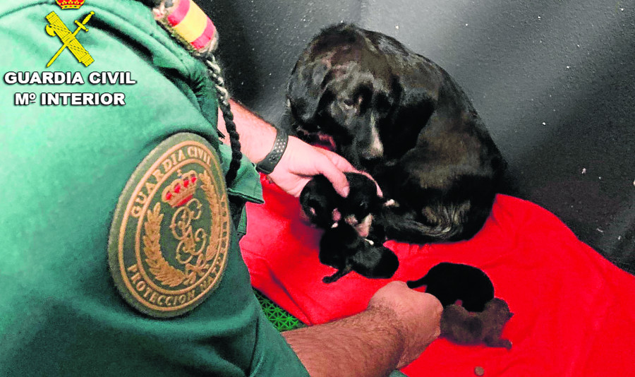 Rescatan a seis cachorros abandonados en un contenedor en Sanxenxo (Pontevedra) e investigan a su dueño