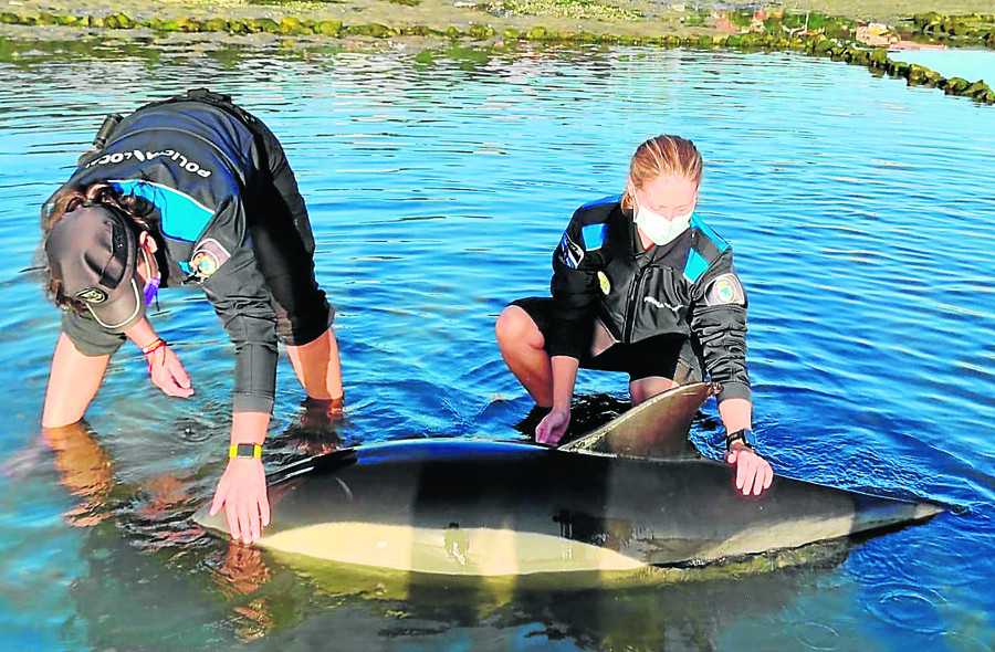 O Grove se moviliza para salvar la vida de una delfín común y su cría que quedaron varados