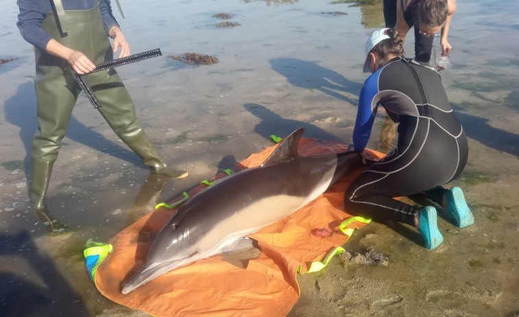 El Cemma concluye que el temporal desvió a los delfines a la “ratonera” de la ría de A Toxa