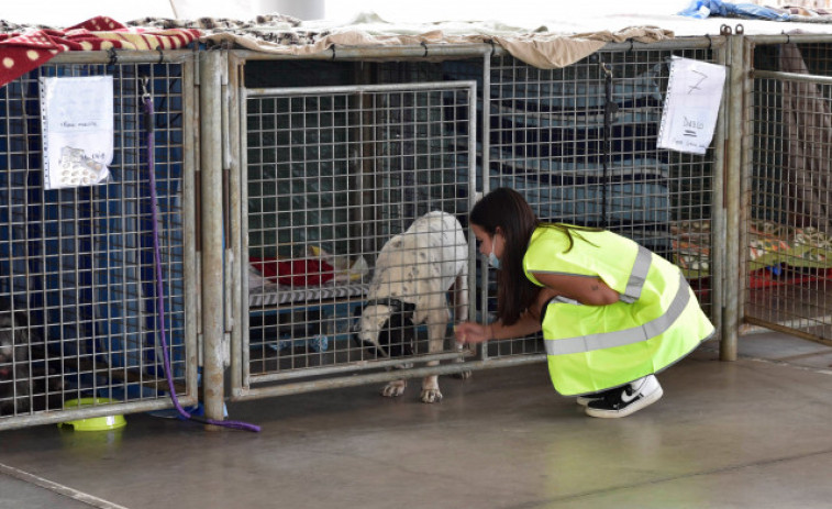 Concluye con éxito la prueba para el rescate de los perros atrapados entre la lava en La Palma