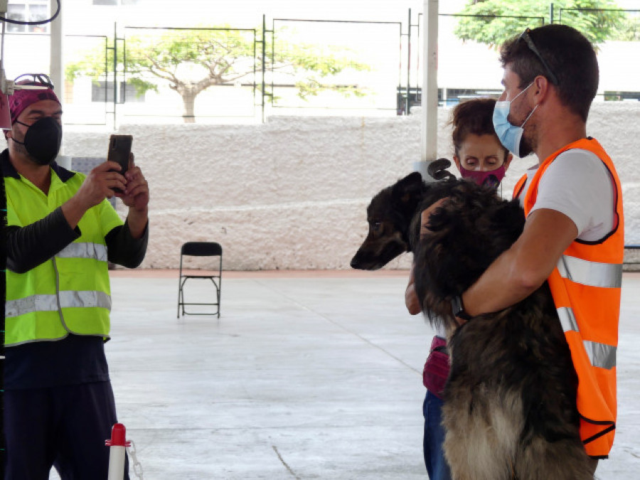 Autorizan el rescate de los perros atrapados entre la lava en La Palma