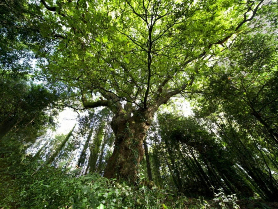 O Avó, el carballo del Banquete de Conxo, candidato a Árbol Europeo de 2022