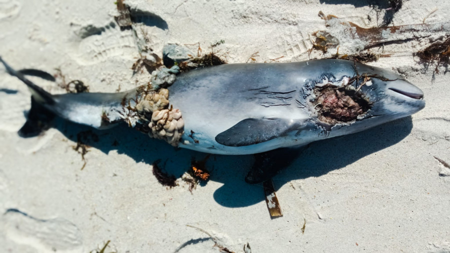 Aparece varado el cadáver de un cetáceo en la playa de Paxariñas