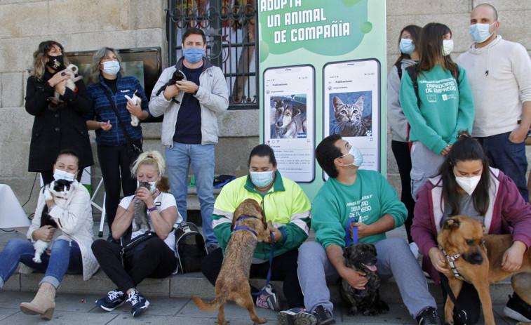 Concello y Refugio llaman a la adopción responsable ante el aumento del abandono animal