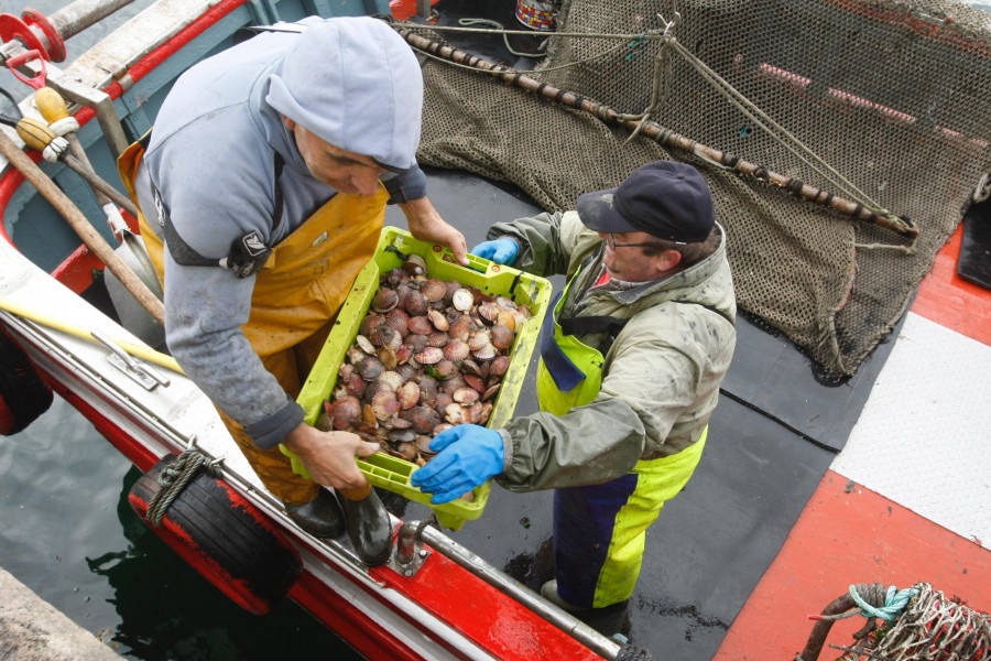 La volandeira arranca con buenas cifras en Cambados y menos tamaño en Rianxo