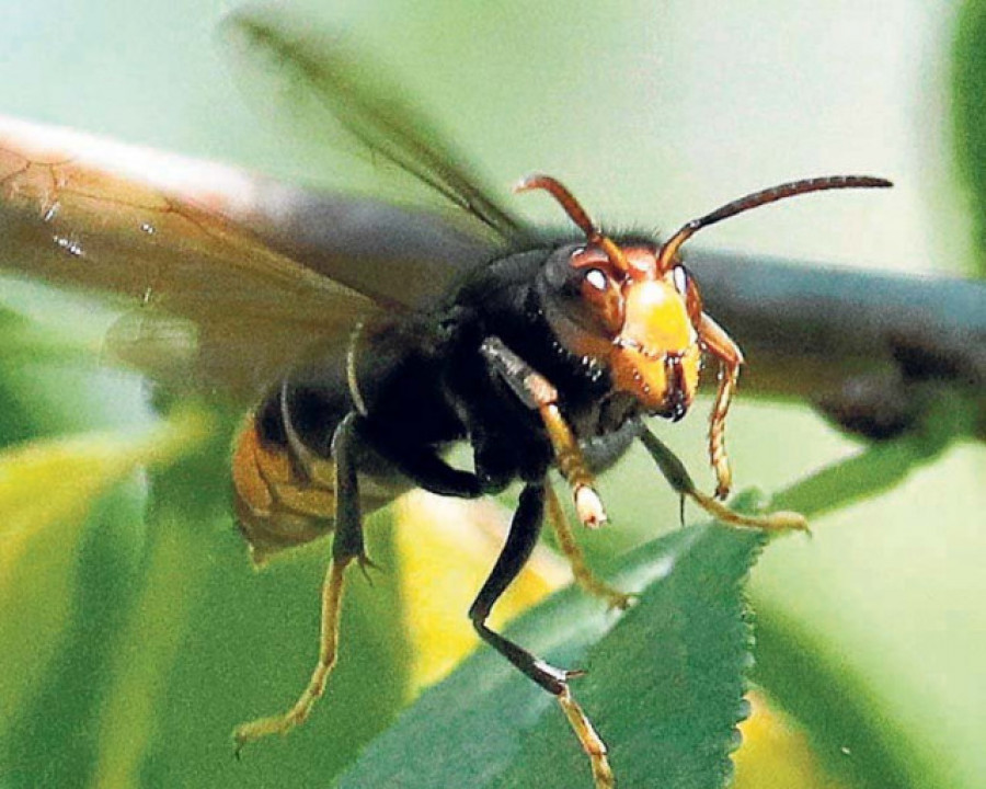 El impacto de la avispa asiática repercute en la comercialización de manzanas, peras y uvas