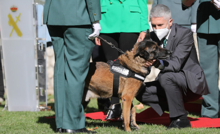 Xena y Marley, los héroes de la Guardia Civil con más de dos patas