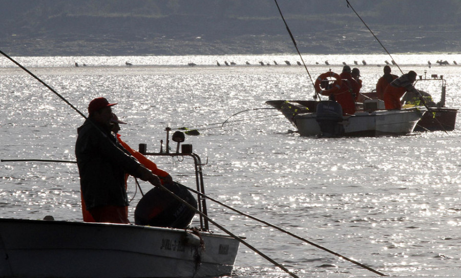 La Cofradía de Rianxo moviliza al sector para protestar por el mal estado de la Ría de Arousa