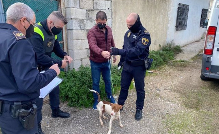 Rescatan a 39 perros que se encontraban en condiciones insalubres en una propiedad privada de Xàtiva