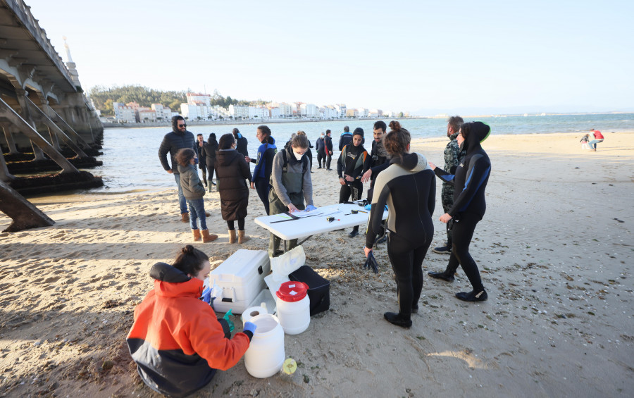 Un operativo de medio centenar de voluntarios pone a salvo a los defines atrapados en A Toxa