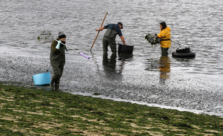 Inaudita invasión de algas en la playa: las mariscadoras de Carril ya retiraron unas 180 toneladas