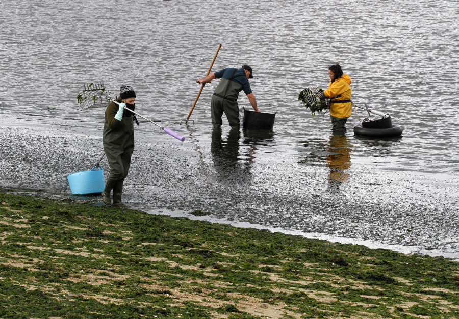 Inaudita invasión de algas en la playa: las mariscadoras de Carril ya retiraron unas 180 toneladas