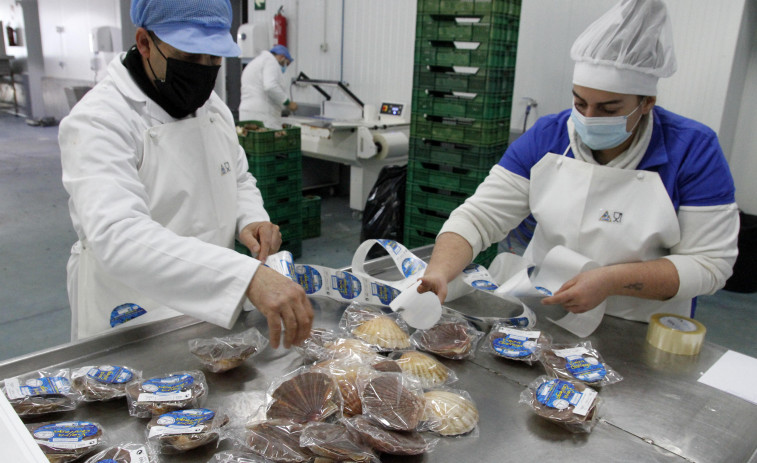 Cambados llena el mercado con las primeras toneladas de vieira “perfecta” y de tamaño mediano