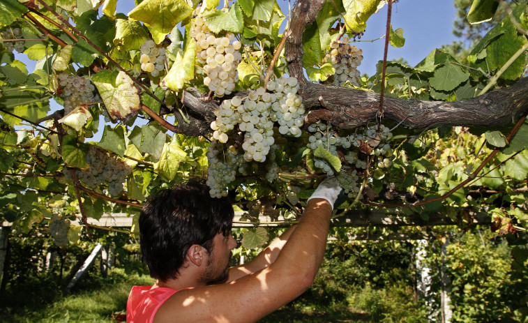 La D.O. Rías Baixas bate récords de vendimia con 44 millones de kilos de uvas