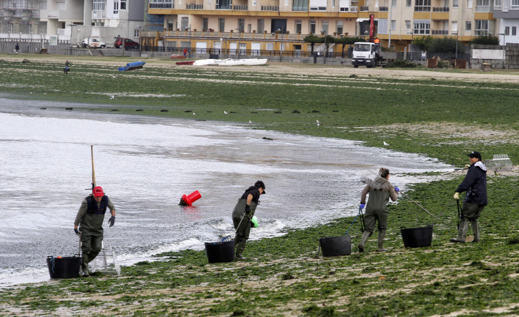 Vilagarcía deberá recoger a mano las algas de la playa para mantener la Bandera Azul
