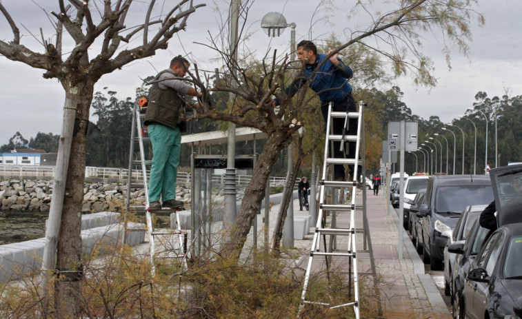 Cambados plantea a Portos cambiar las palmeras del paseo por unas resistentes al picudo