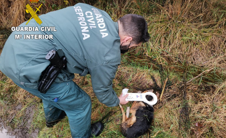 Rastrean montes de O Barbanza en busca de cebos envenenados al desaparecer lobos y morir perros de cazadores