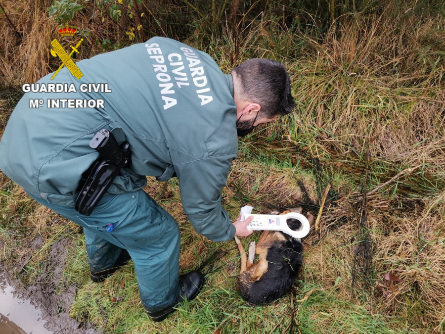 Rastrean montes de O Barbanza en busca de cebos envenenados al desaparecer lobos y morir perros de cazadores