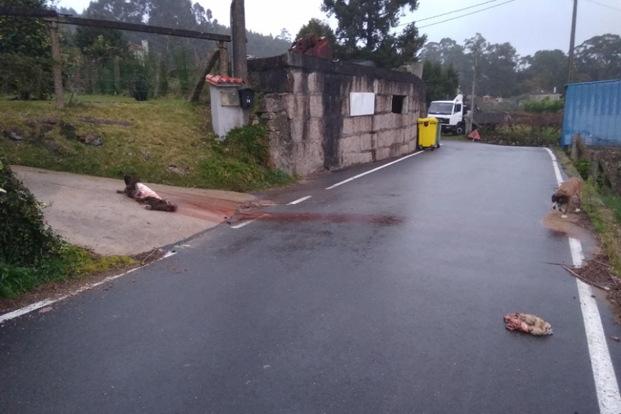 Cazadores de Meis denuncian amenazas con animales muertos y explosiones a las puertas de casa