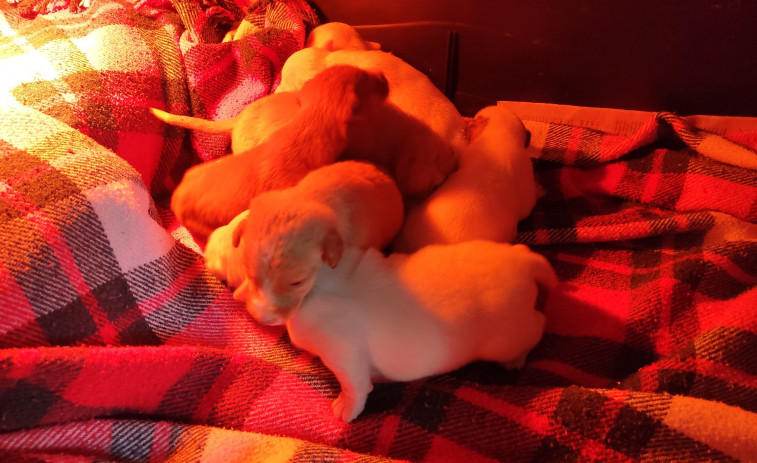 Rescatan a siete cachorros que fueron arrojados a contenedores de Lalín y Pontecesures