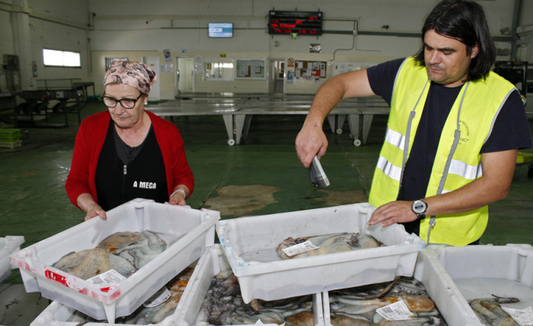 La Cofradía recibirá una visita técnica para cerrar el proyecto de reforma y ampliación de la lonja