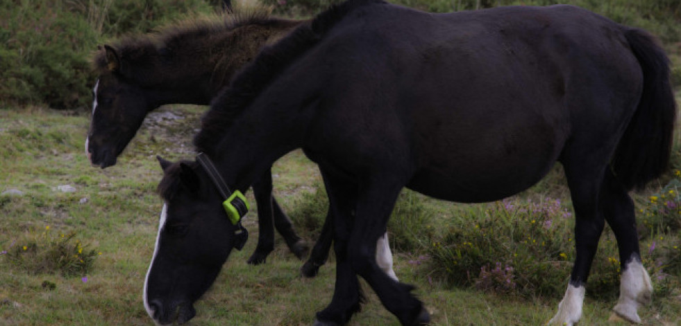 Los caballos salvajes no pudieron arrastrarme