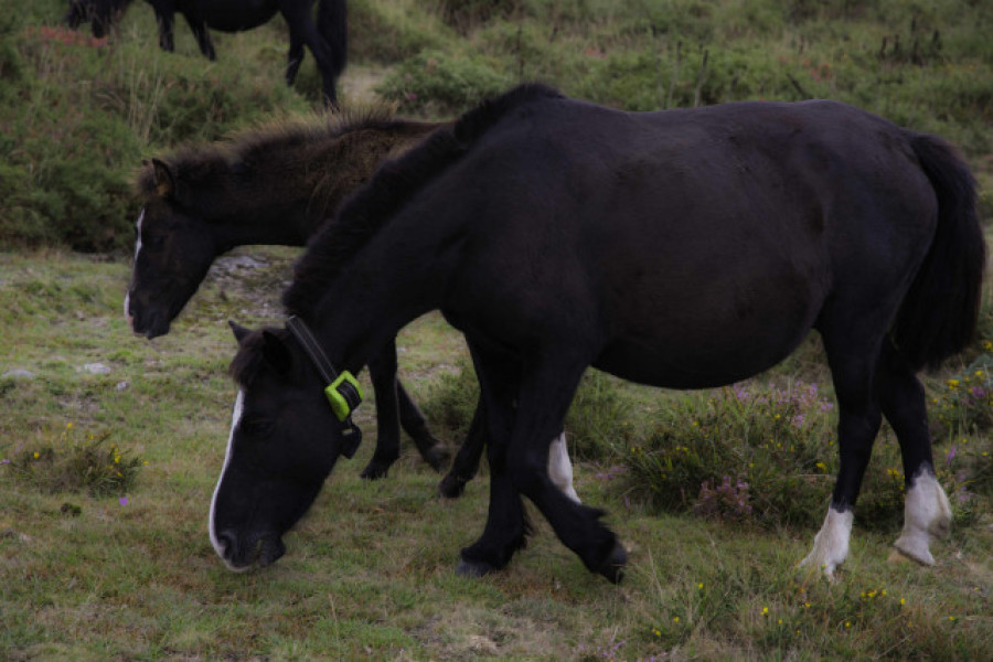 Los caballos salvajes no pudieron arrastrarme