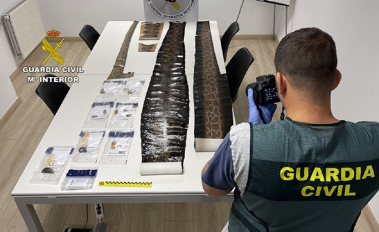 Recuperan 100 piezas de marfil, pieles de serpientes y lagartos dispuestos para su venta ilegal en Euskadi