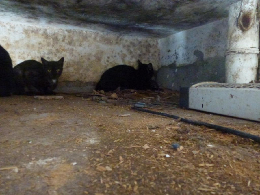 Unos 27.000 animales fueron abandonados en Galicia en 2021