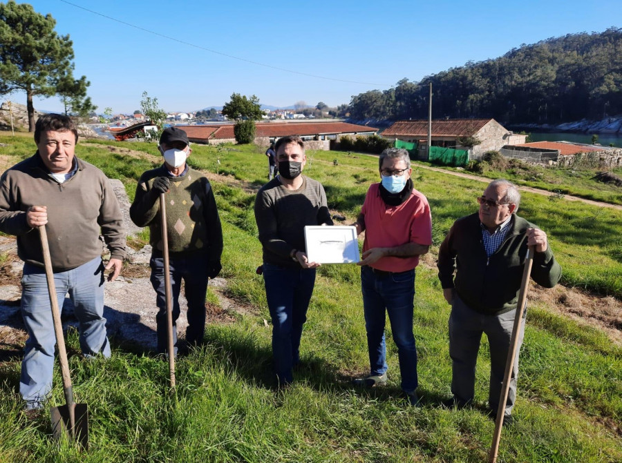 Amigos da Salgadeira regenera una zona de Punta Moreiras con una treintena de nuevos árboles