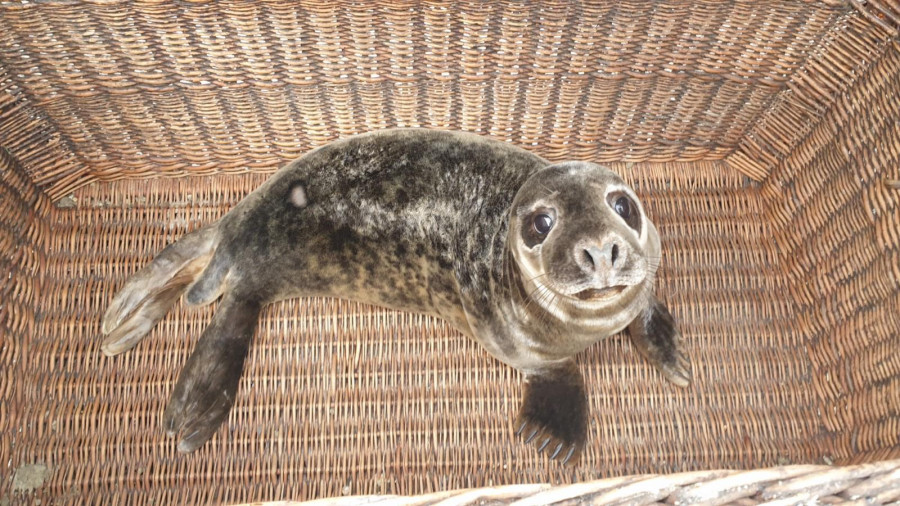 El Igafa recibe otro lobo marino, rescatado tras quedar atrapado en un aparejo en Estaca de Bares