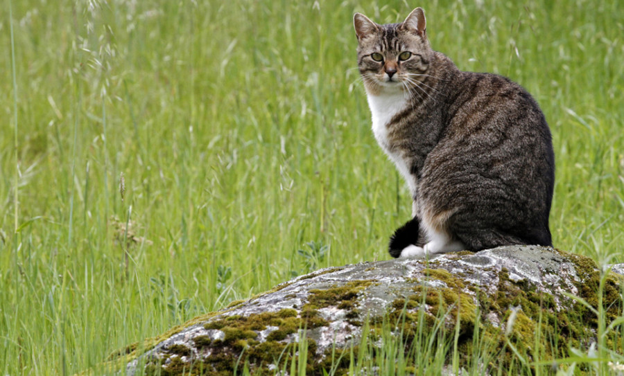 Sanxenxo contratará la gestión y control de las 27 colonias de gatos callejeros por 22.000 euros al año